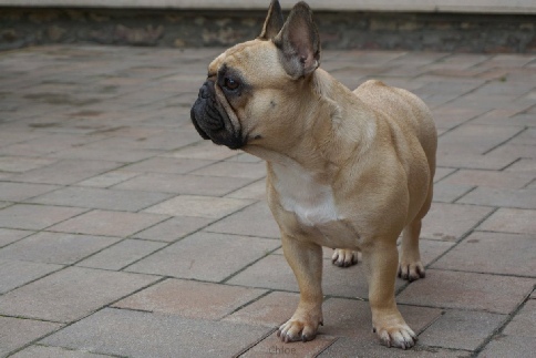 Cloe
