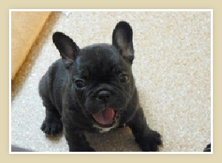 French Bulldog Puppy