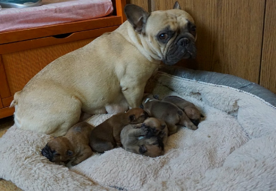 Litter 'B' French Bulldog Puppies