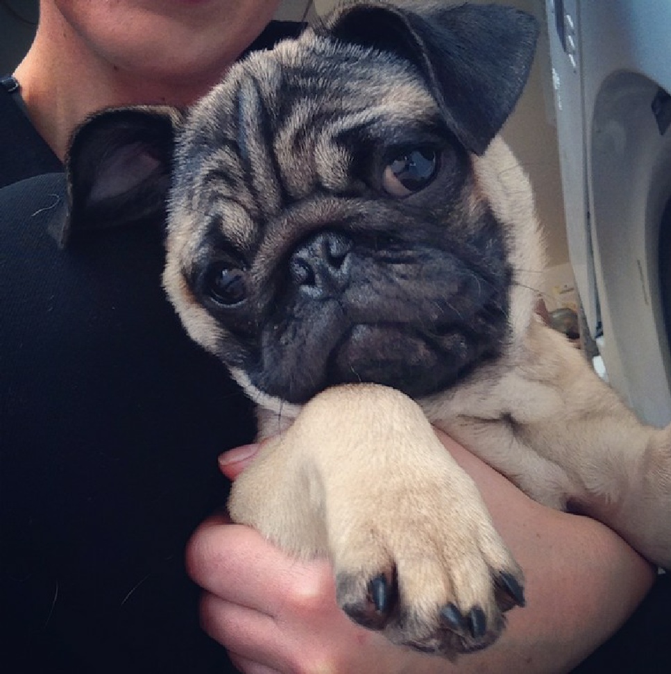 Pete Tong Kennel pug puppies