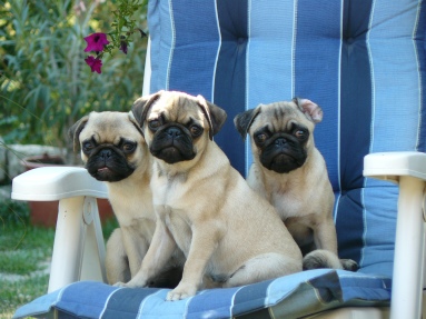 Pugs in the Pete Tong Kennel