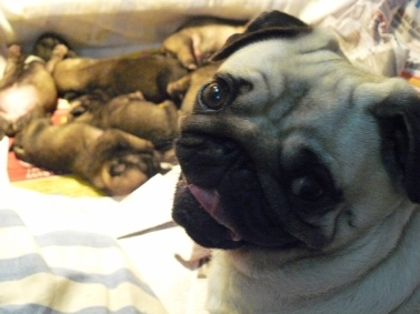 Pugs in the Pete Tong Kennel