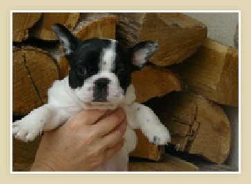 French Bulldog Puppy