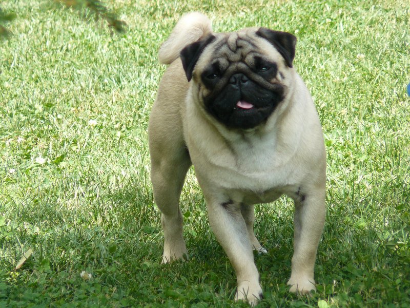KillBill von Termel from Pete Tong Kennel